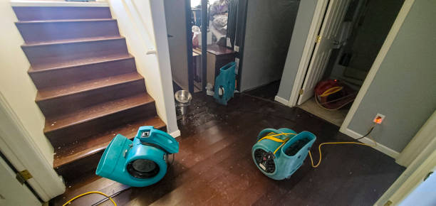 Best Water damage cleanup near me  in Williamson, WV