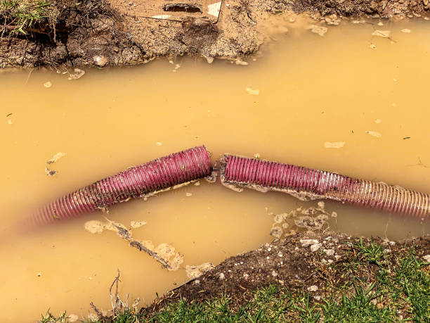 Best Local water damage restoration  in Williamson, WV